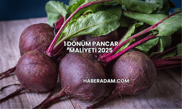 1 Dönüm Pancar Maliyeti 2025