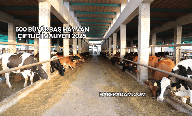 500 Büyükbaş Hayvan Çiftliği Maliyeti 2025