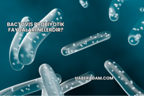 Bactovis probiyotik faydaları nelerdir?