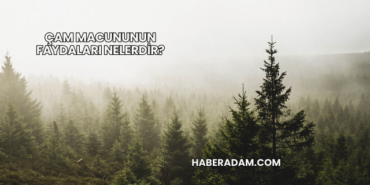 Çam Macununun Faydaları Nelerdir?