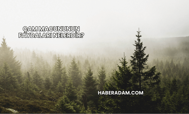 Çam Macununun Faydaları Nelerdir?