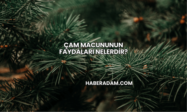 Çam Macununun Faydaları Nelerdir?