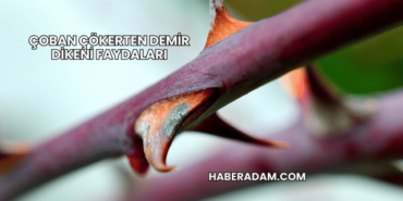 Çoban Çökerten Demir Dikeni Faydaları