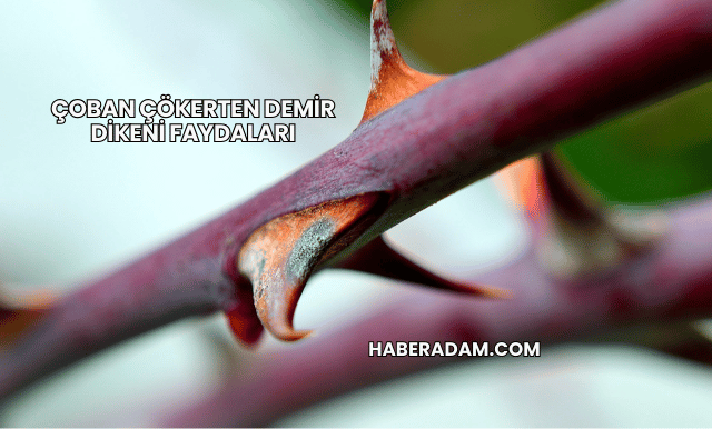 Çoban Çökerten Demir Dikeni Faydaları