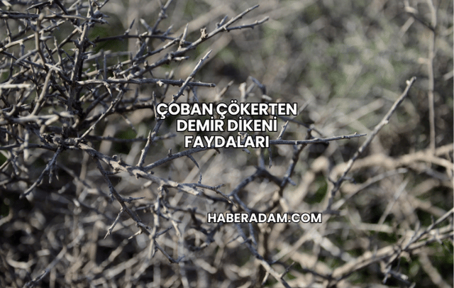Çoban Çökerten Demir Dikeni Faydaları