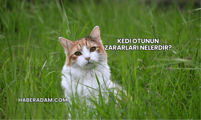 Kedi Otunun Zararları Nelerdir?