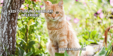 Kedi Otunun Zararları Nelerdir?
