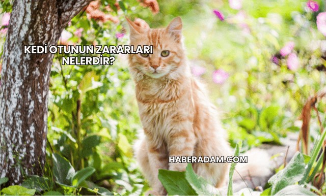 Kedi Otunun Zararları Nelerdir?