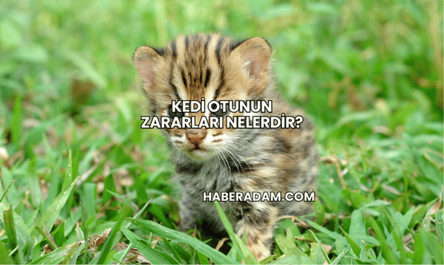 Kedi Otunun Zararları Nelerdir?