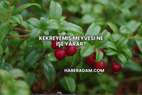 Kekreyemiş Meyvesi Ne İşe Yarar?