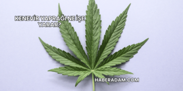 Kenevir Yaprağı Ne İşe Yarar?