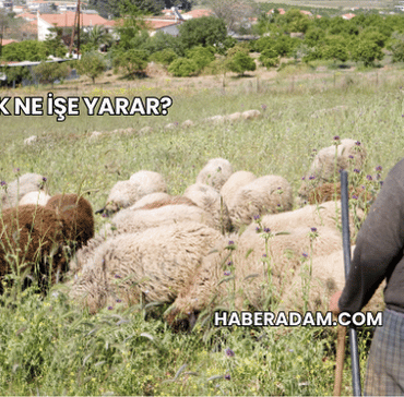 Kepenek Ne İşe Yarar?