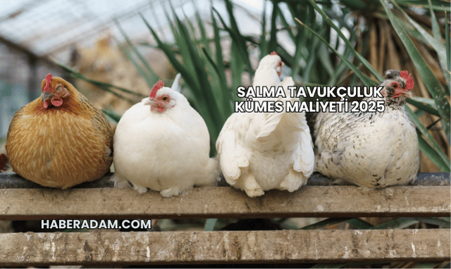 Salma tavukçuluk kümes maliyeti 2025