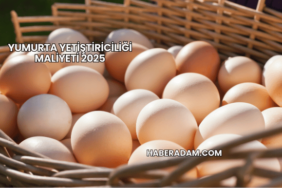 Yumurta Yetiştiriciliği Maliyeti 2025